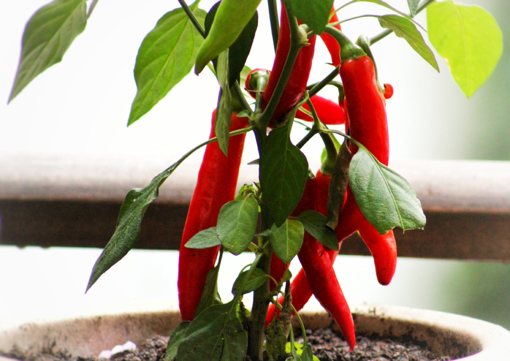 chili 01 small